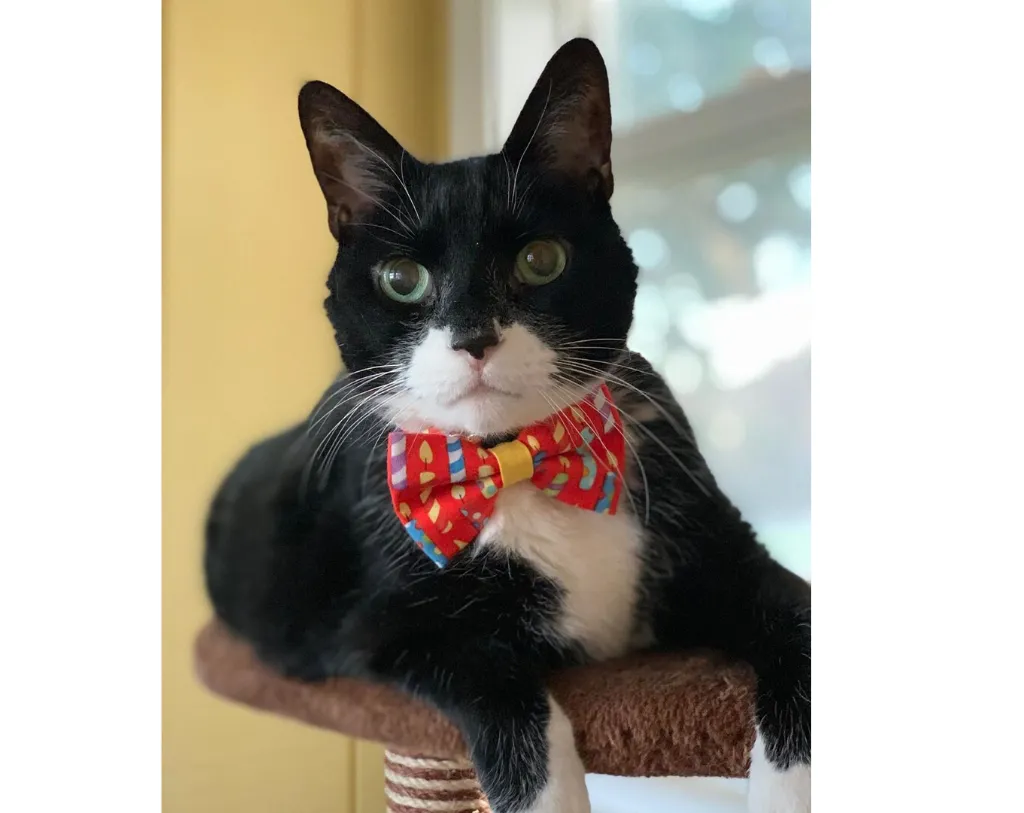 Cat Bow Tie - "Birthday Candles" - Red Party Bowtie / For Cats   Small Dogs / Removable (One Size)