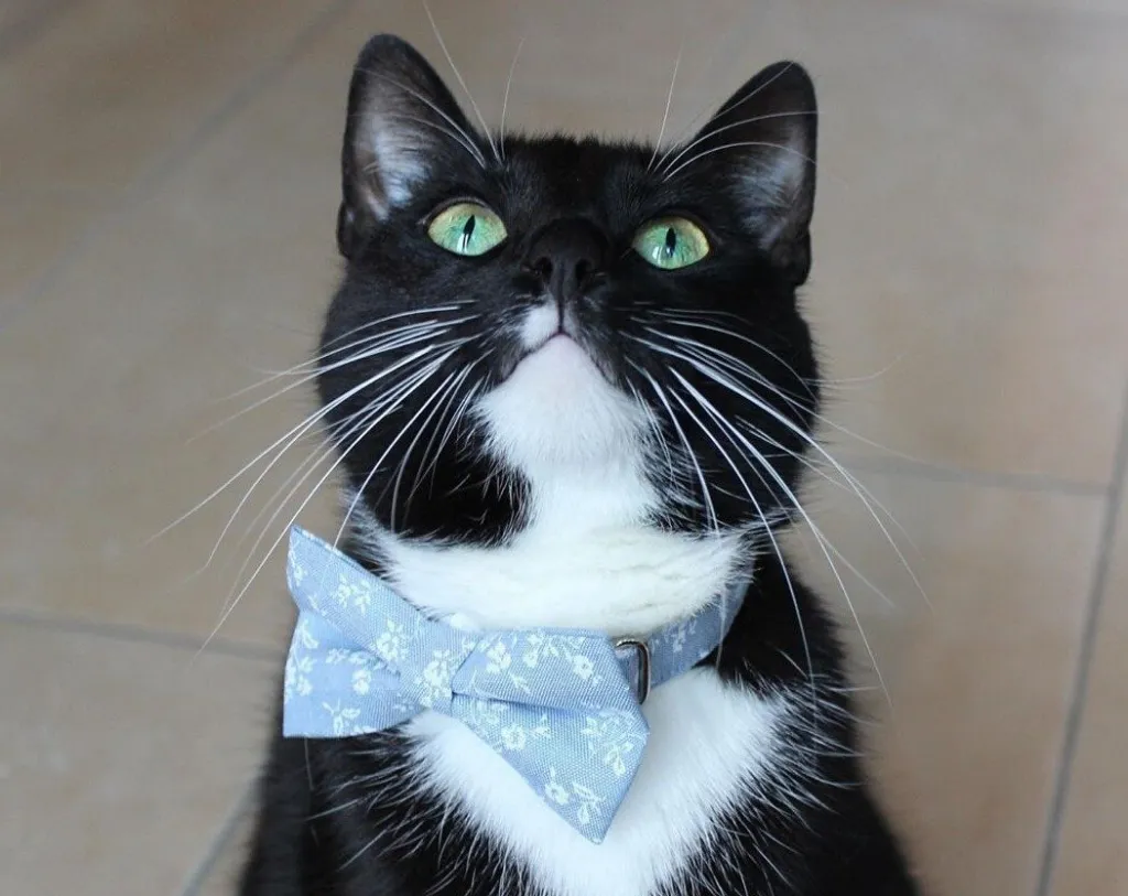 Chambray Cat Bow Tie - "Fairfield" - Light Blue Floral Cat Collar Bow Tie / Kitten Bow / Small Dog Bowtie / Wedding / Removable (One Size)