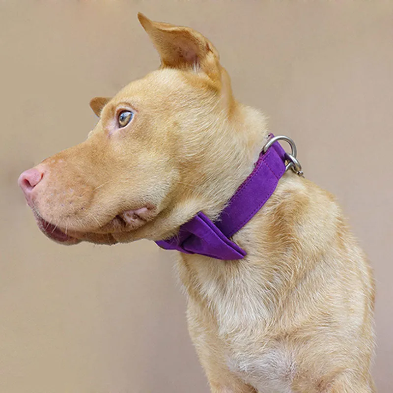 Custom Dog Collar with Matching Dog Leash Bow Tie Set Purple Velvet Metal Buckle