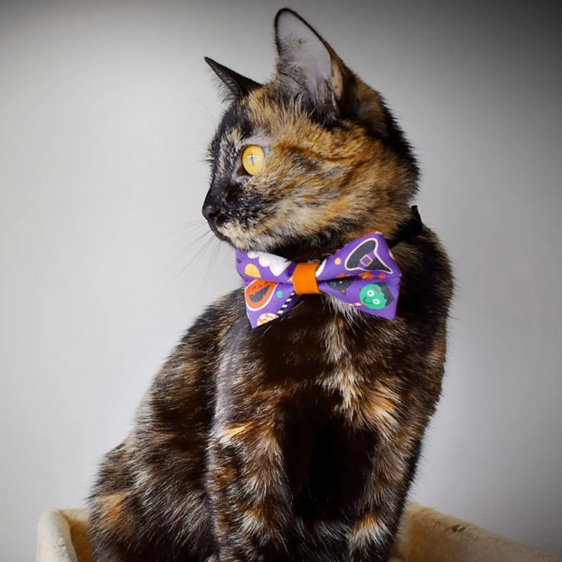Halloween Pet Bow Tie - "Witch's Brew" - Candy, Witch Hats, Ghosts & Pumpkins Bowtie / For Cats   Small Dogs / Removable (One Size)