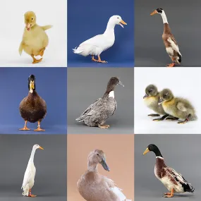 Mystery Duckling from Our Assortment