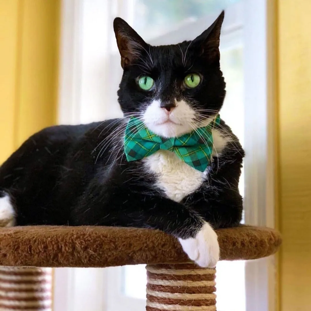 Pet Bow Tie - "Dublin" - Green Plaid Bow Tie / St. Patrick's Day / Irish / For Cats   Small Dogs (One Size)