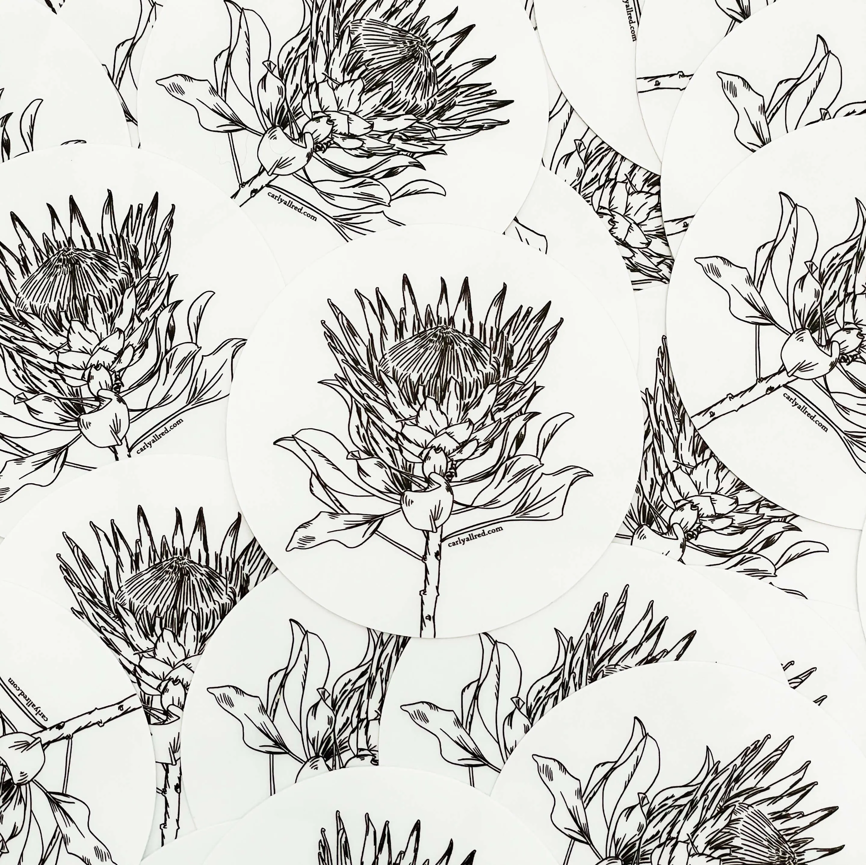 Transparent Protea Vinyl Sticker