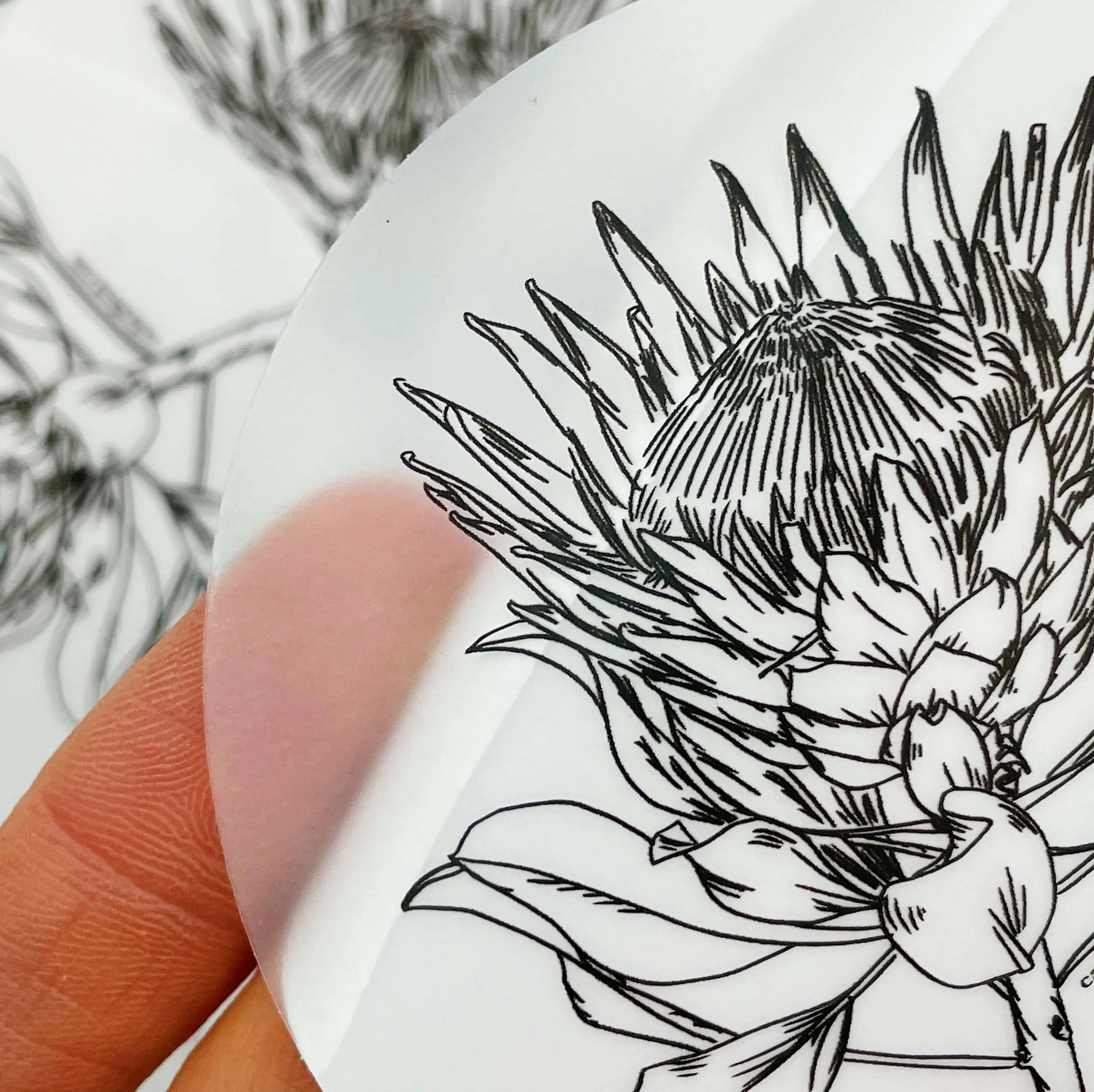 Transparent Protea Vinyl Sticker